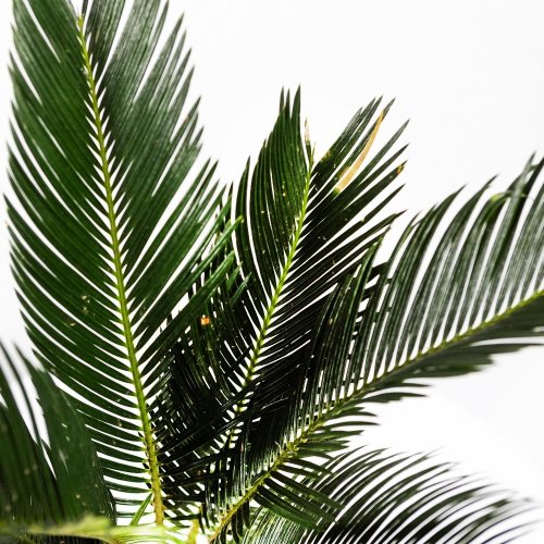 Саговник поникающий Cycas revoluta 40/12
