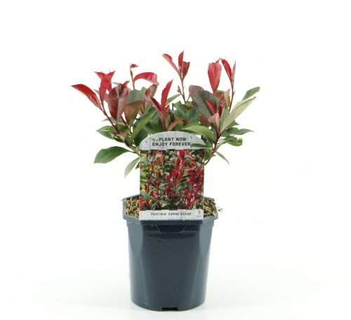 Фотиния Фразера Photinia Fras Carre Rouge 40/17 (Н)