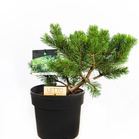Сосна горная Гном Pinus mugo Gnom 7,5л (Н)