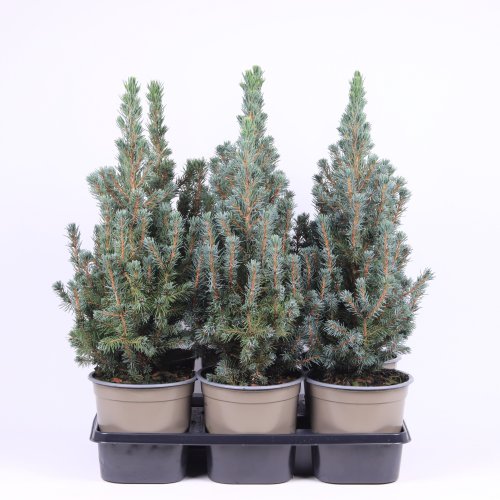 Ель сизая Picea Glauca Sanders Blue 38/15(Н)