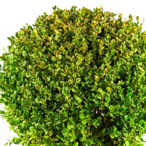 Самшит мелколистный ШАР Buxus microphylla Faulkner PALLA с25 45/50 (И)