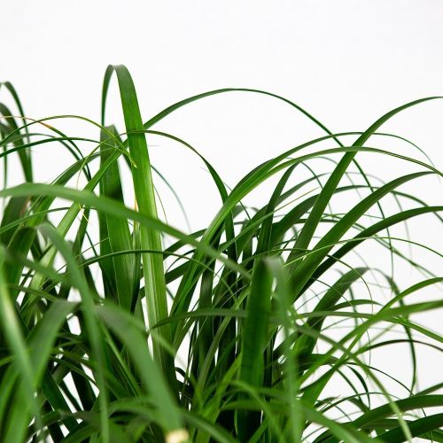 Бокарнея разветвленная Beaucarnea branched 80/27 (Н)