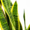 Сансевиерия трёхполосная Sansevieria laurentii 65/17 (Н)