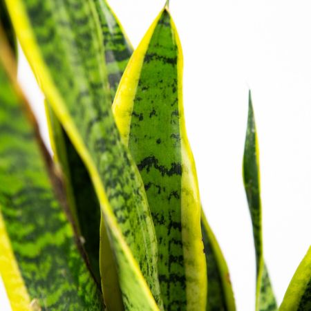 Сансевиерия трёхполосная Sansevieria laurentii 65/17 (Н)