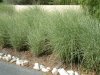 Мискантус китайский Монинг Лайт Miscanthus sinensis Morning Light 3л