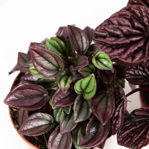 Пеперомия микс Peperomia mix 20/12 (Н)