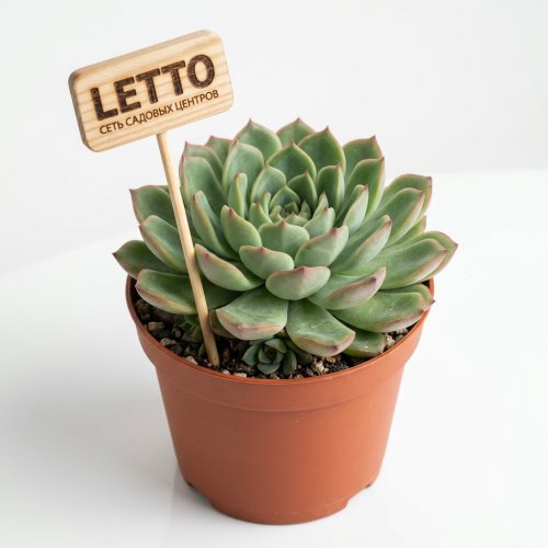 Эхеверия Таурус Echeveria Taurus 12/8