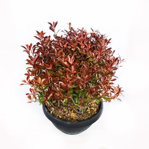 Фотиния Фразера ШАР 50/60 чаша с50 Photinia Frazeri Little Red Robin Nana PALLA (И)