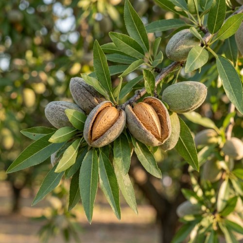 Миндаль обыкновенный Texas 1/2 ШТАМБ с10 180/200 Prunus amygdalus (amandier) 1/2 Fusto (И)