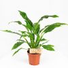 Спатифиллум Даймонд Spathiphyllum Diamond 40/12