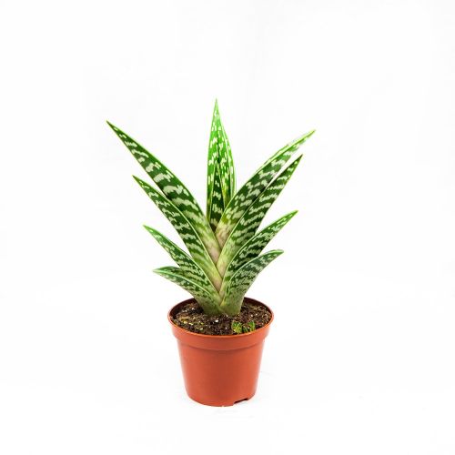 Алоэ пёстрое Aloe variegata Mix 10/8,5 (Н)
