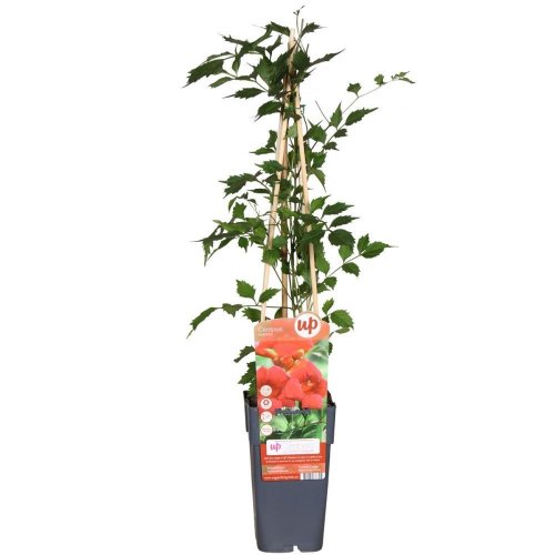 Кампсис укореняющийся в ассорт. Campsis radicans mix 65/15 (Н)