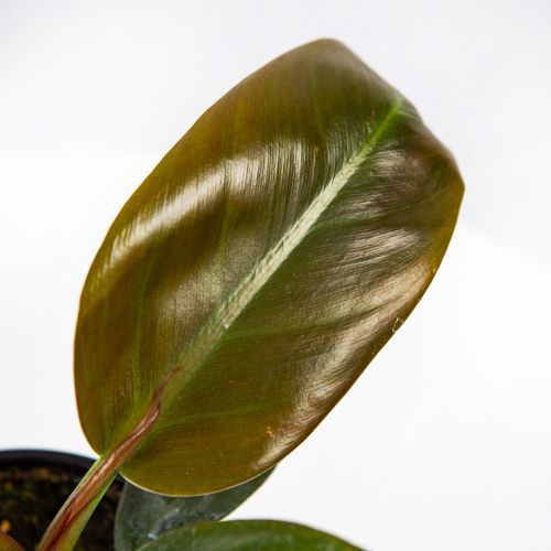 Филодендрон кустовой Philodendron bush Imperial Red р13