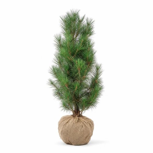 Сосна черная Pinus nigra крымская ком (мешковина) 100/120