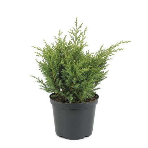 Можжевельник чешуйчатый Холдер Juniperus squamata Holger с3 (Дин)