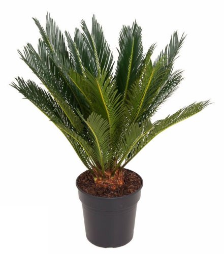 Саговник поникающий Cycas revoluta 70/21