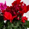 Цикламен микс Cyclamen mix р13