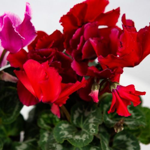 Цикламен микс Cyclamen mix р13