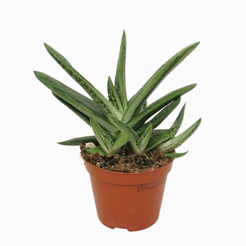 Гастерия Литл Варти Gasteria Little Warty 10/8,5 (Н)