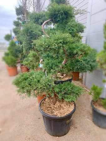 Можжевельник виргинский Грей Оул бонсай Juniperus virginiana Grey Owl 70л (И)
