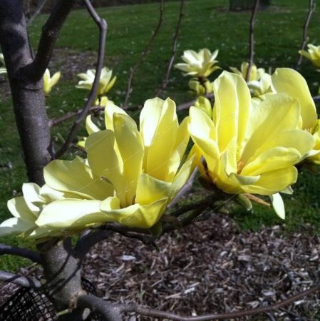 Магнолия Еллоу Лантерн 175/200 Magnolia Yellow Lantern 45л (И)