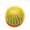 Эхинокактус Грузона Echinocactus grusonii 27/25 (Н)