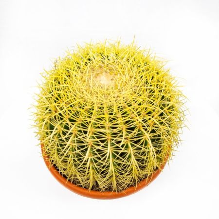 Эхинокактус Грузона Echinocactus grusonii 27/25 (Н)