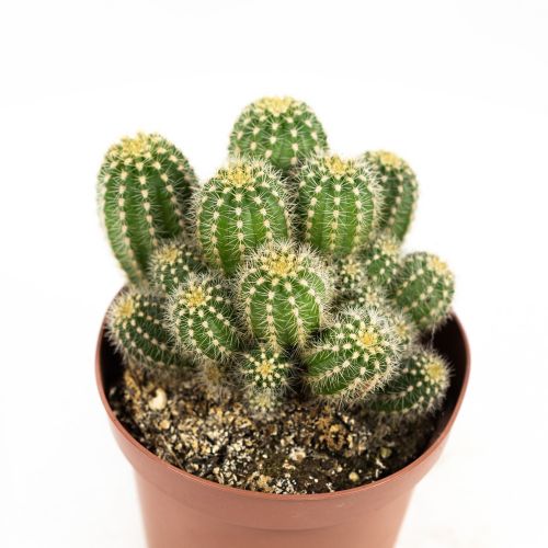 Кактус Трихоцереус Хуаска Cactus Trichocereus Huascha 20/13 (Н)