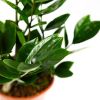 Замиокулькас Zamioculcas 3+ 50/12 (Н)