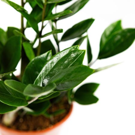Замиокулькас Zamioculcas 3+ 50/12 (Н)
