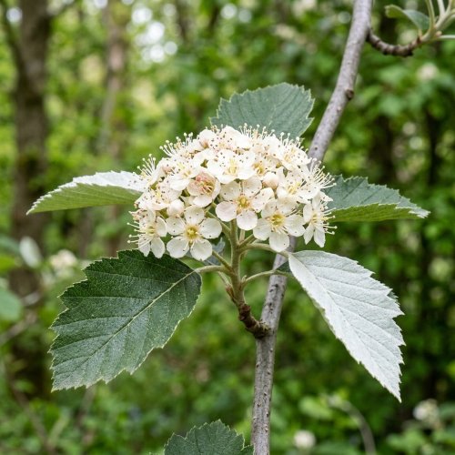 Рябина промежуточная Sorbus intermedia с2 80/100