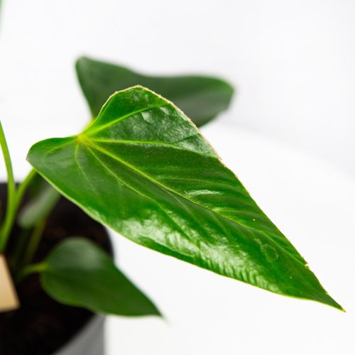 Антуриум Андре Карма Джоли Дуо Anthurium andraeanum Karma Joli Duo  45/12 (Н)