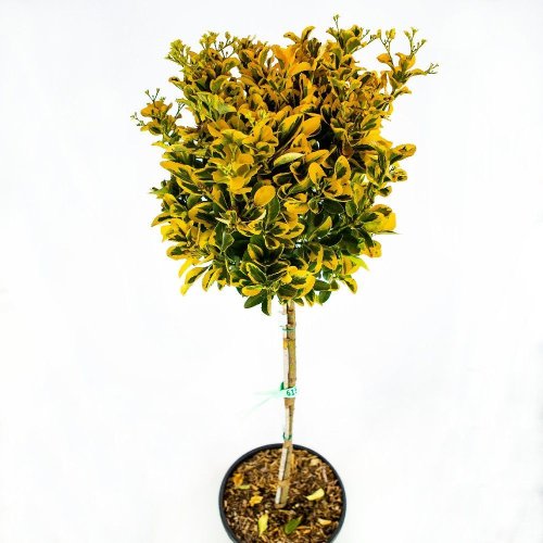 Бересклет японский 1/2 ШТАМБ Euonymus japonicus 1/2 Fusto с18 (И)