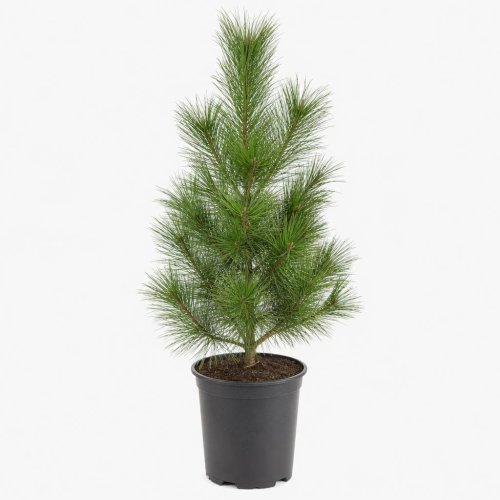 Сосна веймутова (восточная) Pinus Strobus Krüger's Lilliput 40/26 (Н)