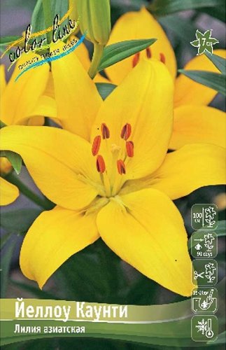 Лилия Йеллоу Каунти Lilium Yellow County 12/14 2шт, капер, Колорлайн