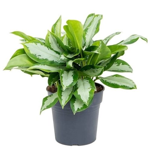 Аглаонема Сильвер Мун Aglaonema Silver Moon d14см