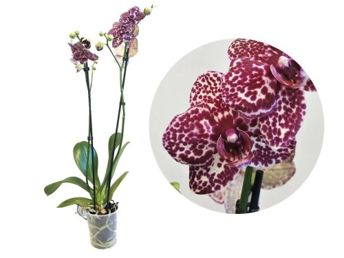 Фаленопсис Вайлд Кэт Phalaenopsis Wild Cat (И72)