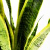 Сансевиерия трёхполосная Sansevieria laurentii 65/17 (Н)