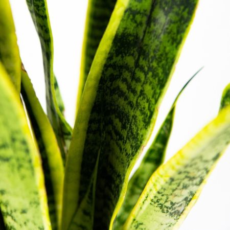 Сансевиерия трёхполосная Sansevieria laurentii 65/17 (Н)
