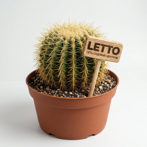 Эхинокактус Грузона в чаше Echinocactus grusonii in bowl 30/30
