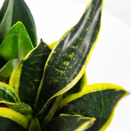 Сансевиерия микс Sansevieria mix р11