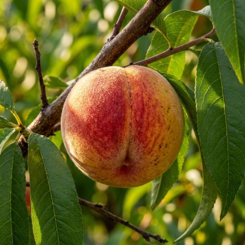 Персик обыкновенный в ассортименте мини-штамб Prunus persica in varieta 10л (И)
