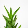 Алоэ микс Aloe mix 12/5