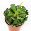 Адромискус Adromischus Cristatus  15/8,5 (Н)