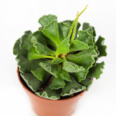 Адромискус Adromischus Cristatus  15/8,5 (Н)