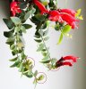Эсхинантус Яфролепис Aeschynanthus Japhrolepis 50/17