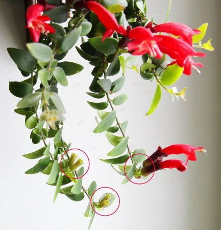 Эсхинантус Яфролепис Aeschynanthus Japhrolepis 50/17