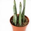 Стапелия микс Stapelia Mix 15/8,5 (Н)