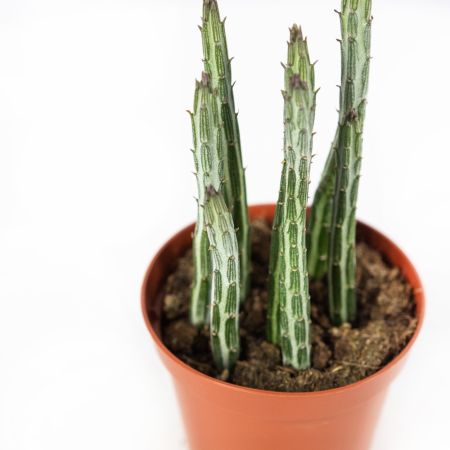 Стапелия микс Stapelia Mix 15/8,5 (Н)