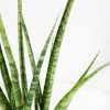 Сансевиерия Sansevieria Digitorum 70/15